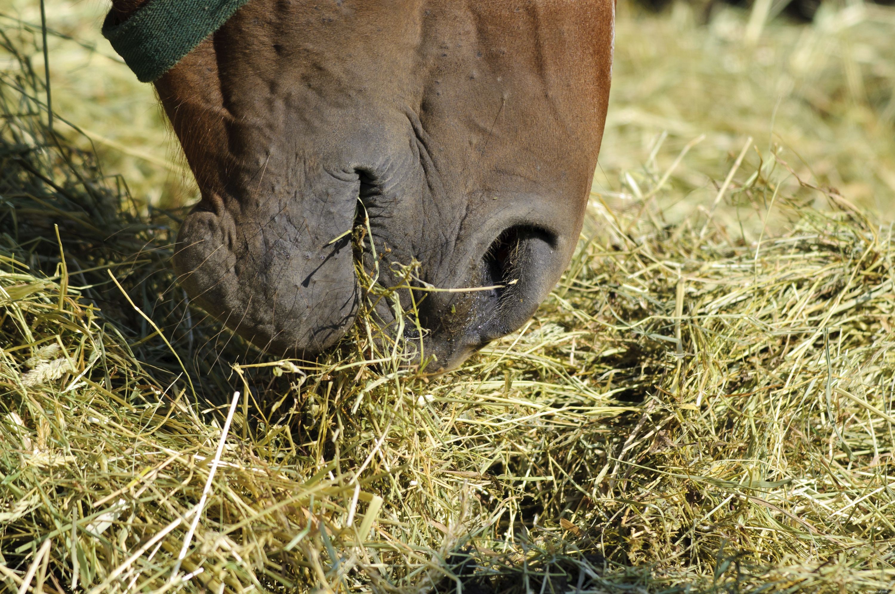 Avoid These 7 Common Mistakes When Training Horses