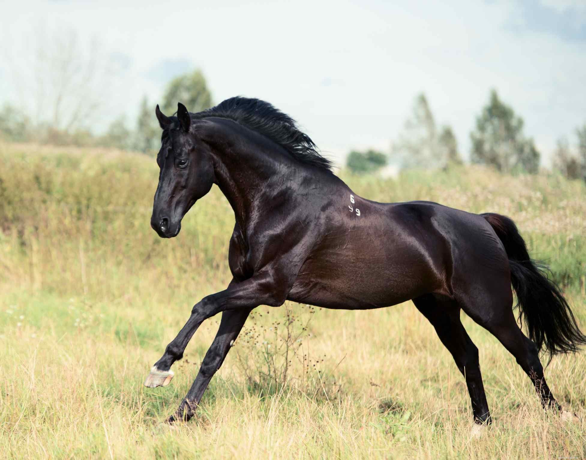 Avoid These 7 Common Mistakes When Training Horses