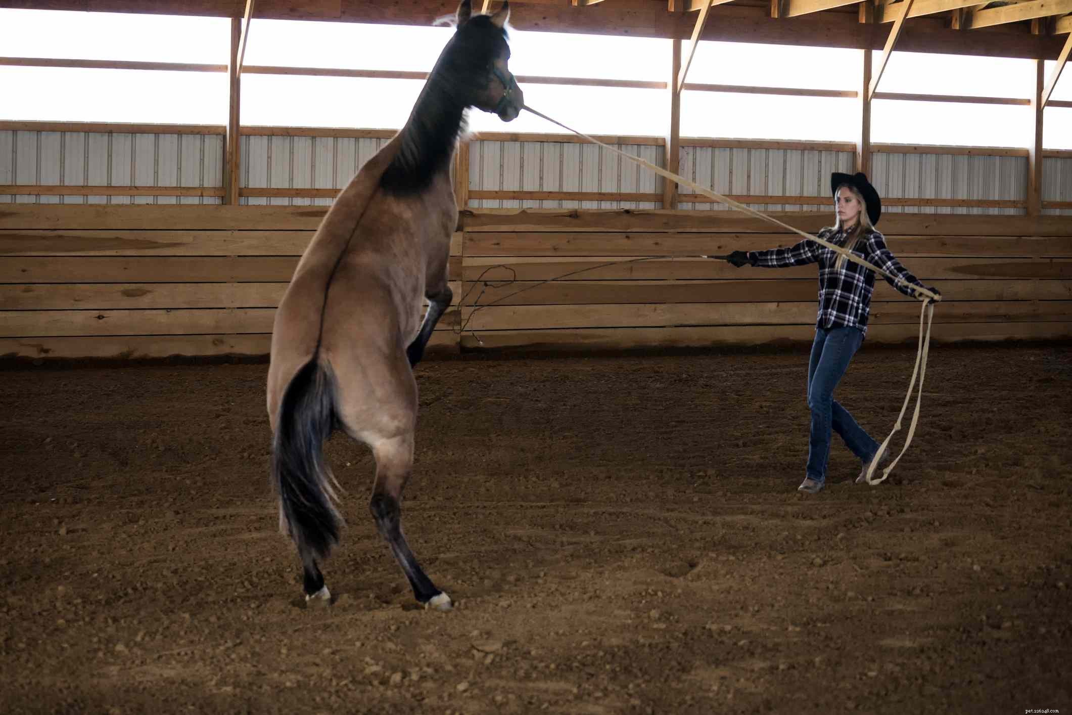 Avoid These 7 Common Mistakes When Training Horses