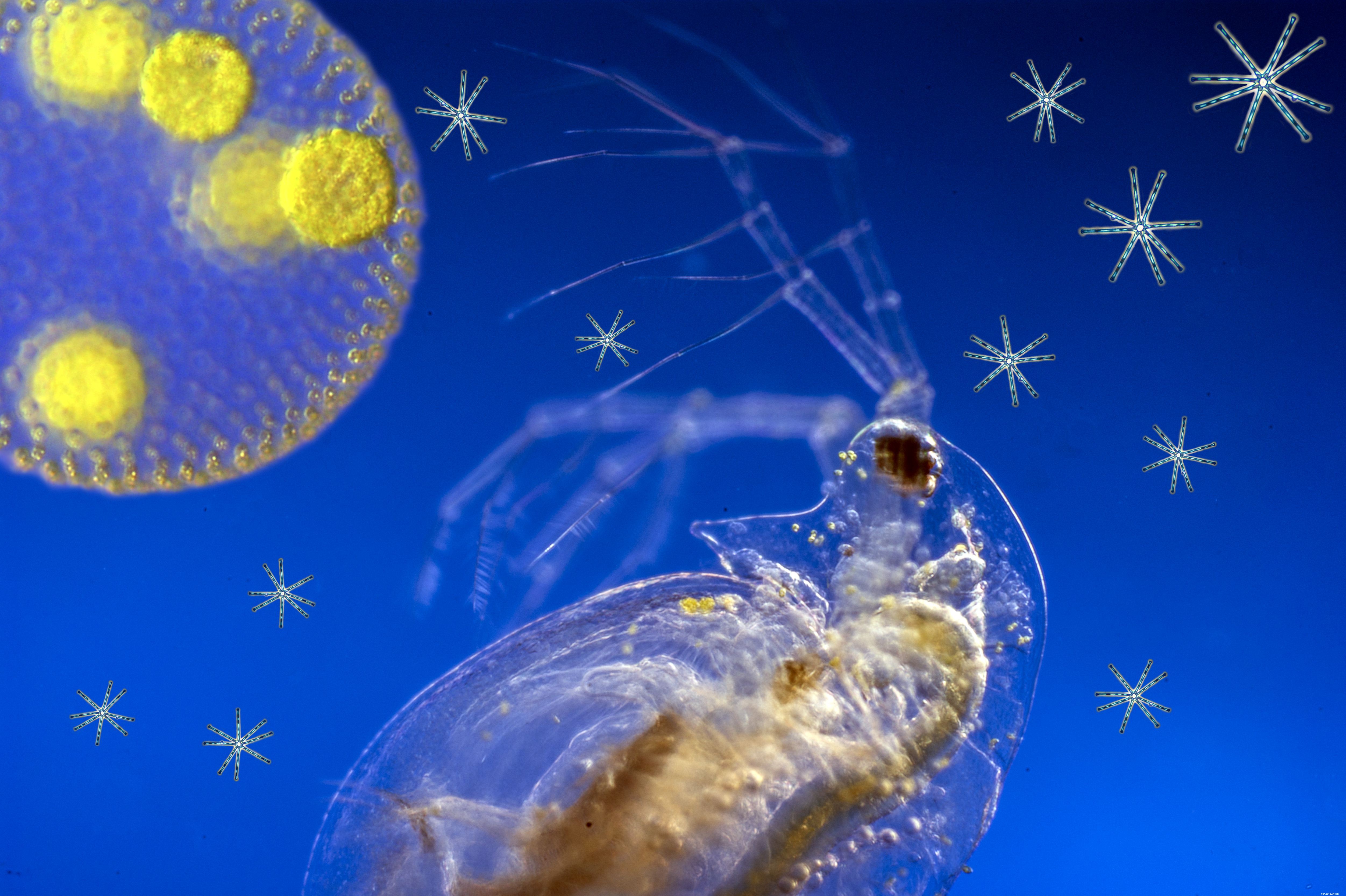 Guide to Collecting Live Food for Aquarium Fish: Tips, Tools, and Best Practices
