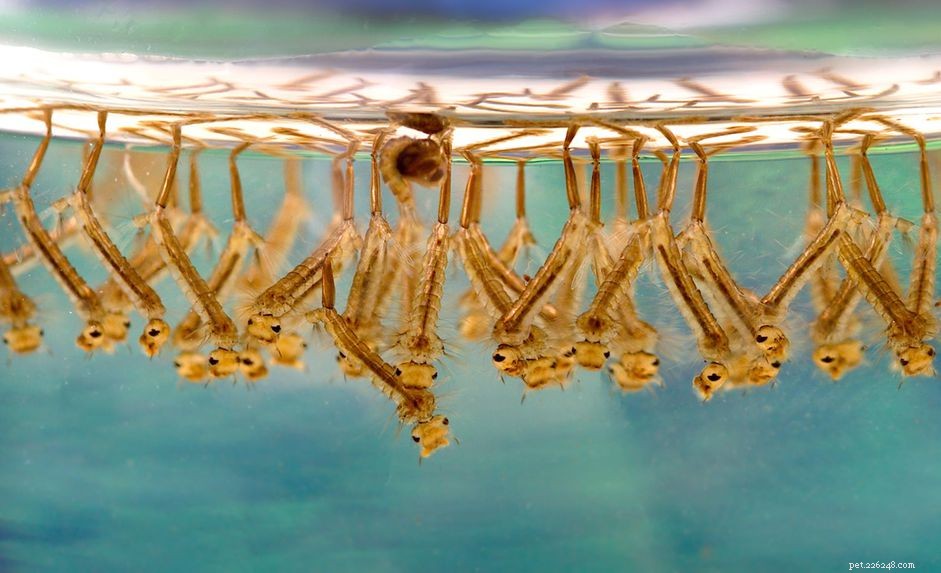 Guide to Collecting Live Food for Aquarium Fish: Tips, Tools, and Best Practices