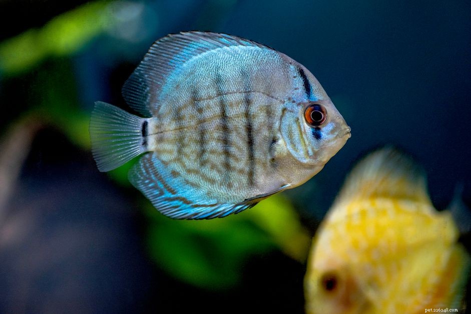 Discover Cichlids: A Diverse and Global Family of Freshwater Fish