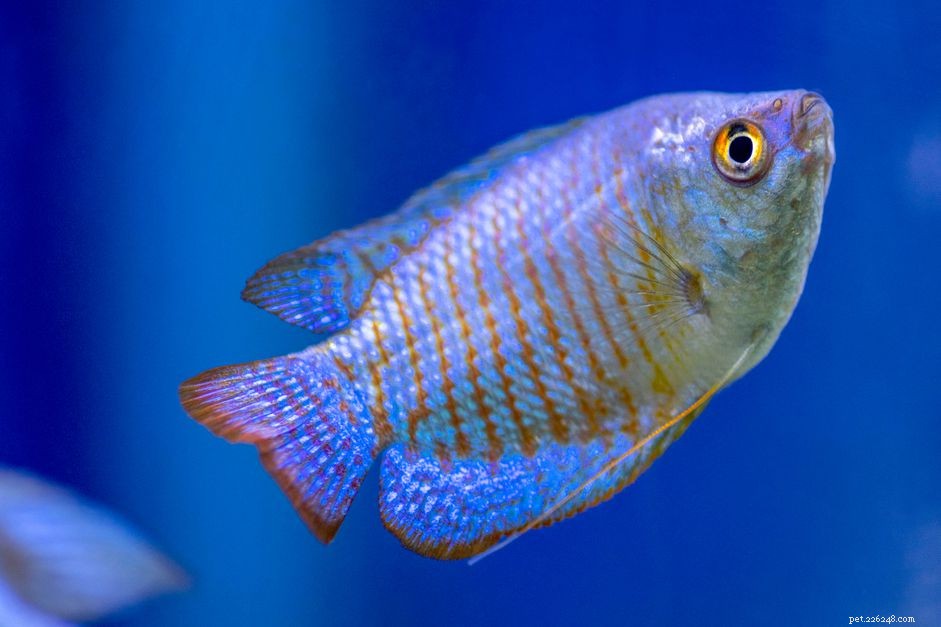 Mastering Gourami Care & Breeding: The Ultimate Aquarium Guide
