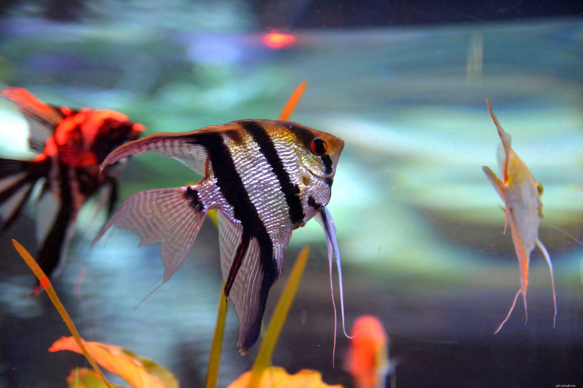 Discover Cichlids: A Diverse and Global Family of Freshwater Fish