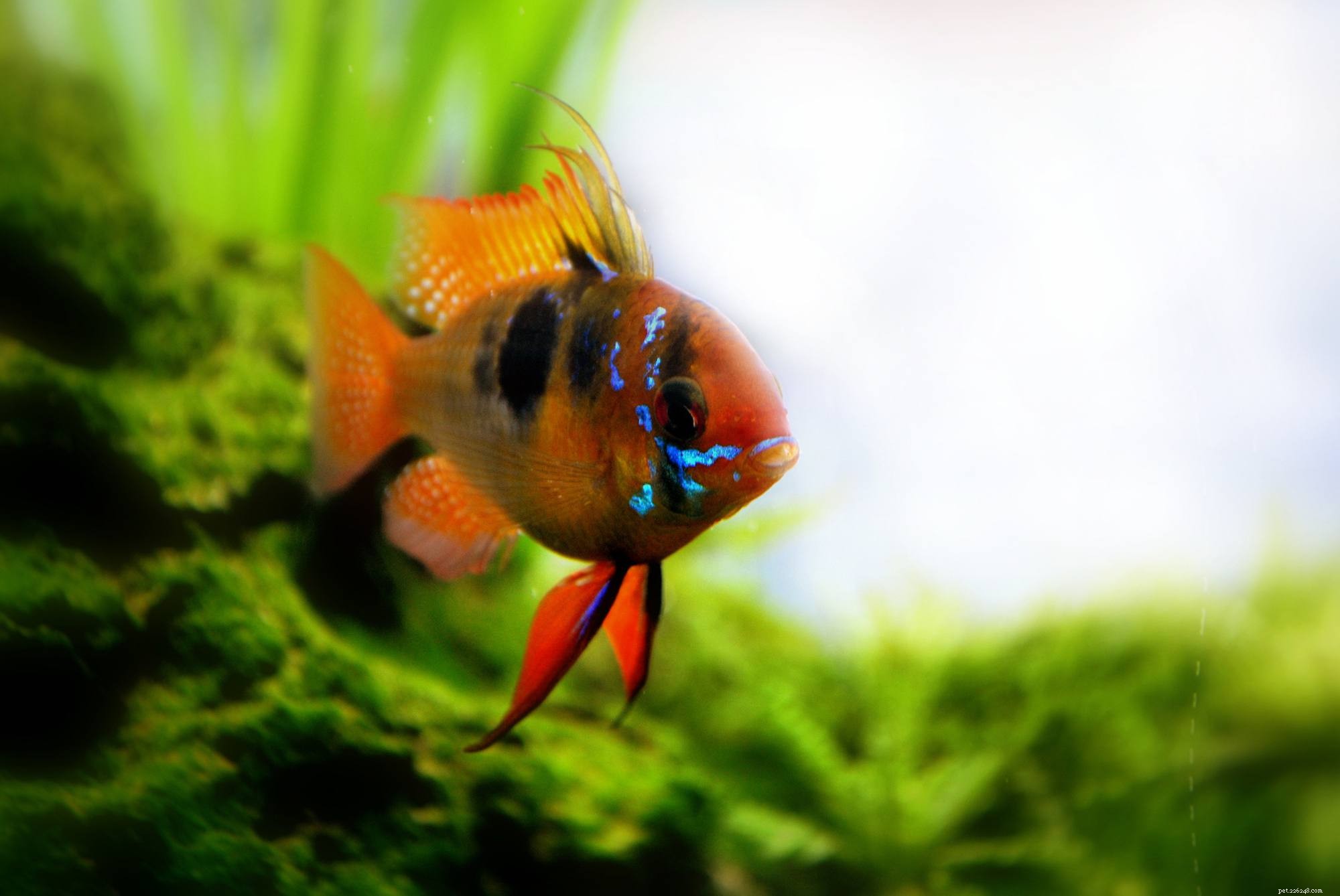 Discover Cichlids: A Diverse and Global Family of Freshwater Fish
