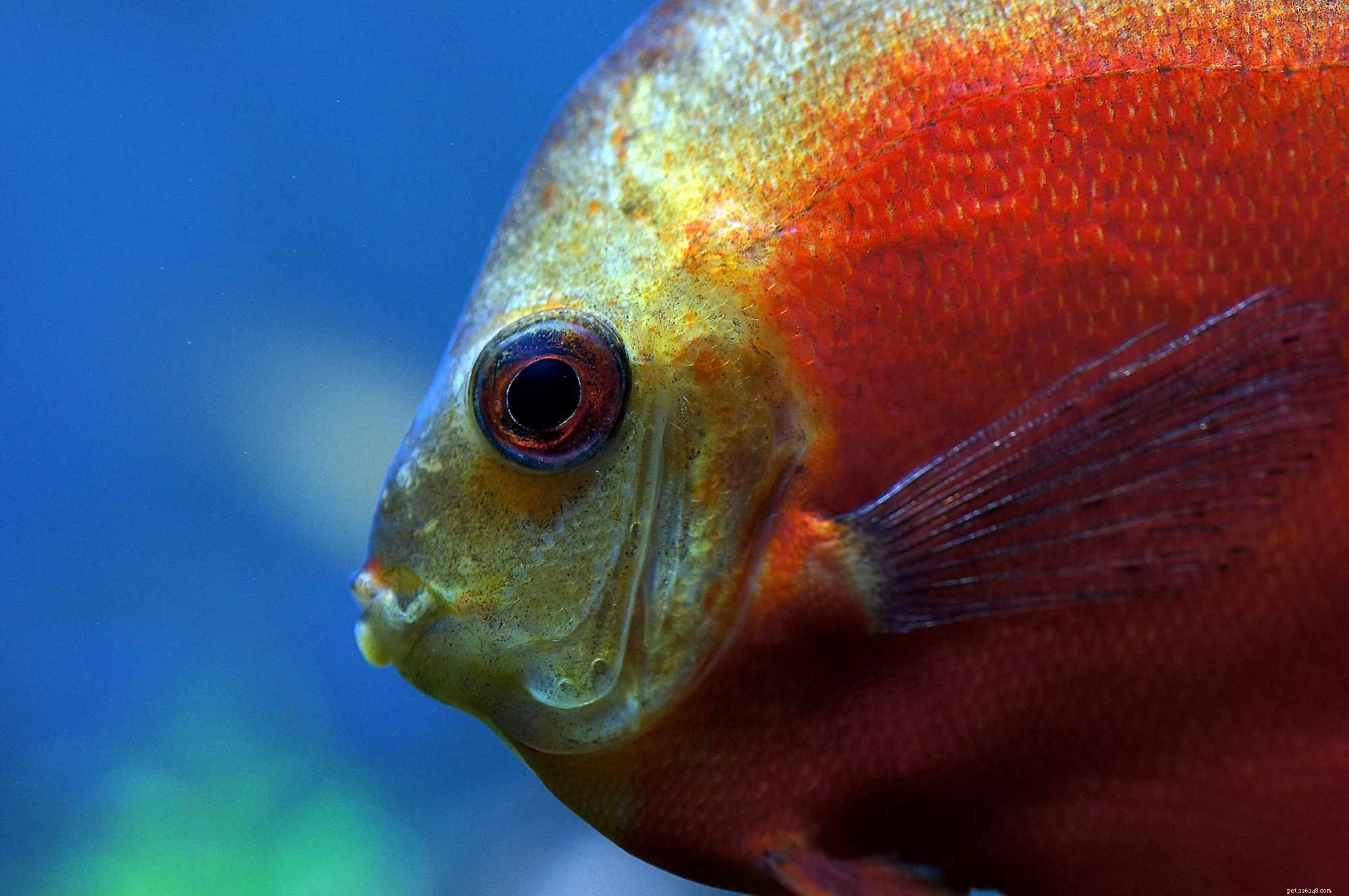 Discover Cichlids: A Diverse and Global Family of Freshwater Fish