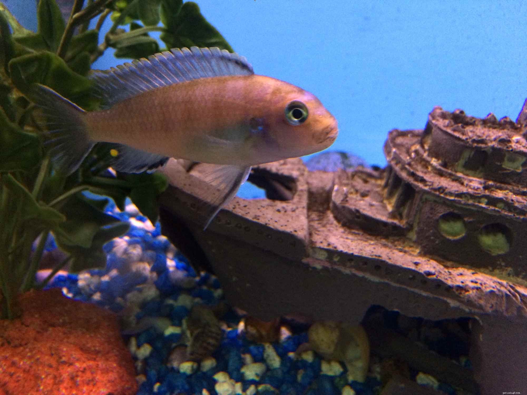 Discover Cichlids: A Diverse and Global Family of Freshwater Fish