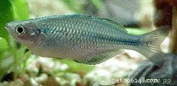 Explore 8 Stunning Rainbowfish Species for Your Aquarium