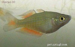 Explore 8 Stunning Rainbowfish Species for Your Aquarium