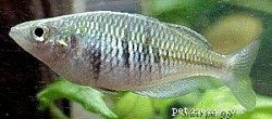 Explore 8 Stunning Rainbowfish Species for Your Aquarium