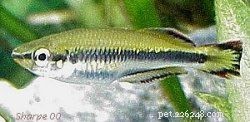 Explore 8 Stunning Rainbowfish Species for Your Aquarium