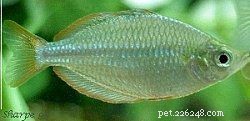 Explore 8 Stunning Rainbowfish Species for Your Aquarium