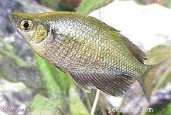 Explore 8 Stunning Rainbowfish Species for Your Aquarium