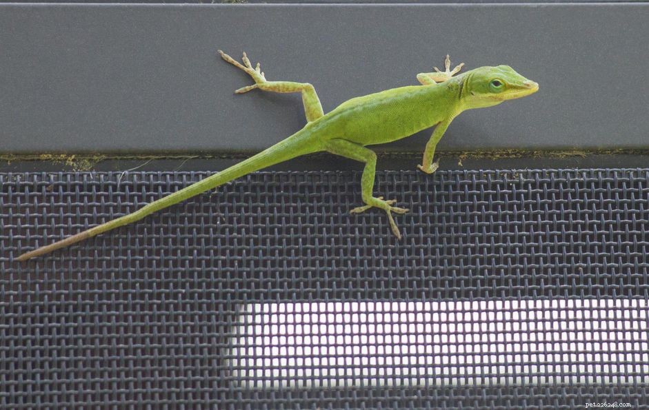 Expert Guide to Green Anoles: Care, Habitat, and Health