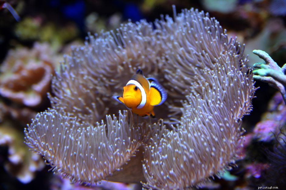 What Is That White Fuzzy Growth on Your Saltwater Aquarium? A Guide to Common Issues