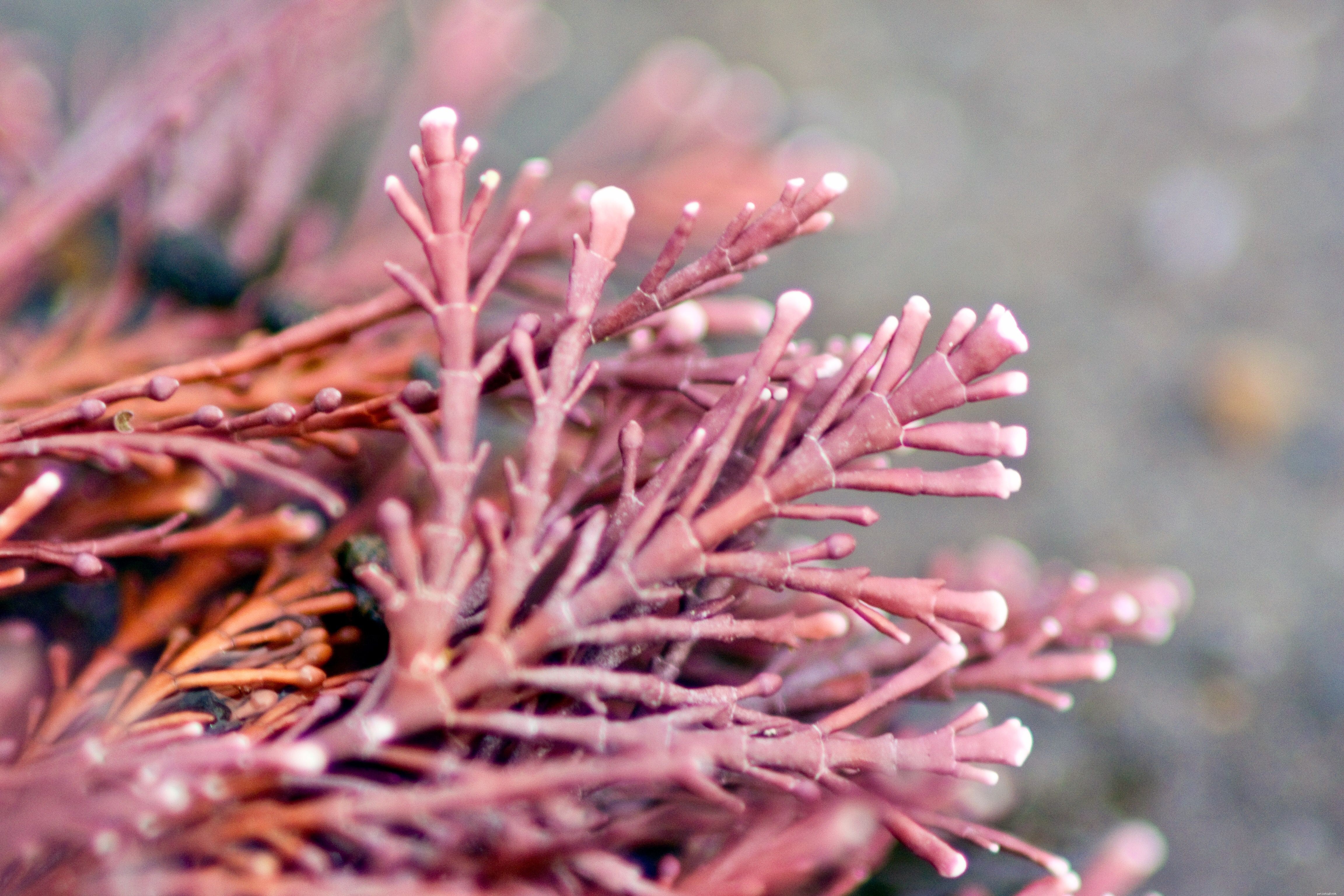 What Is That White Fuzzy Growth on Your Saltwater Aquarium? A Guide to Common Issues