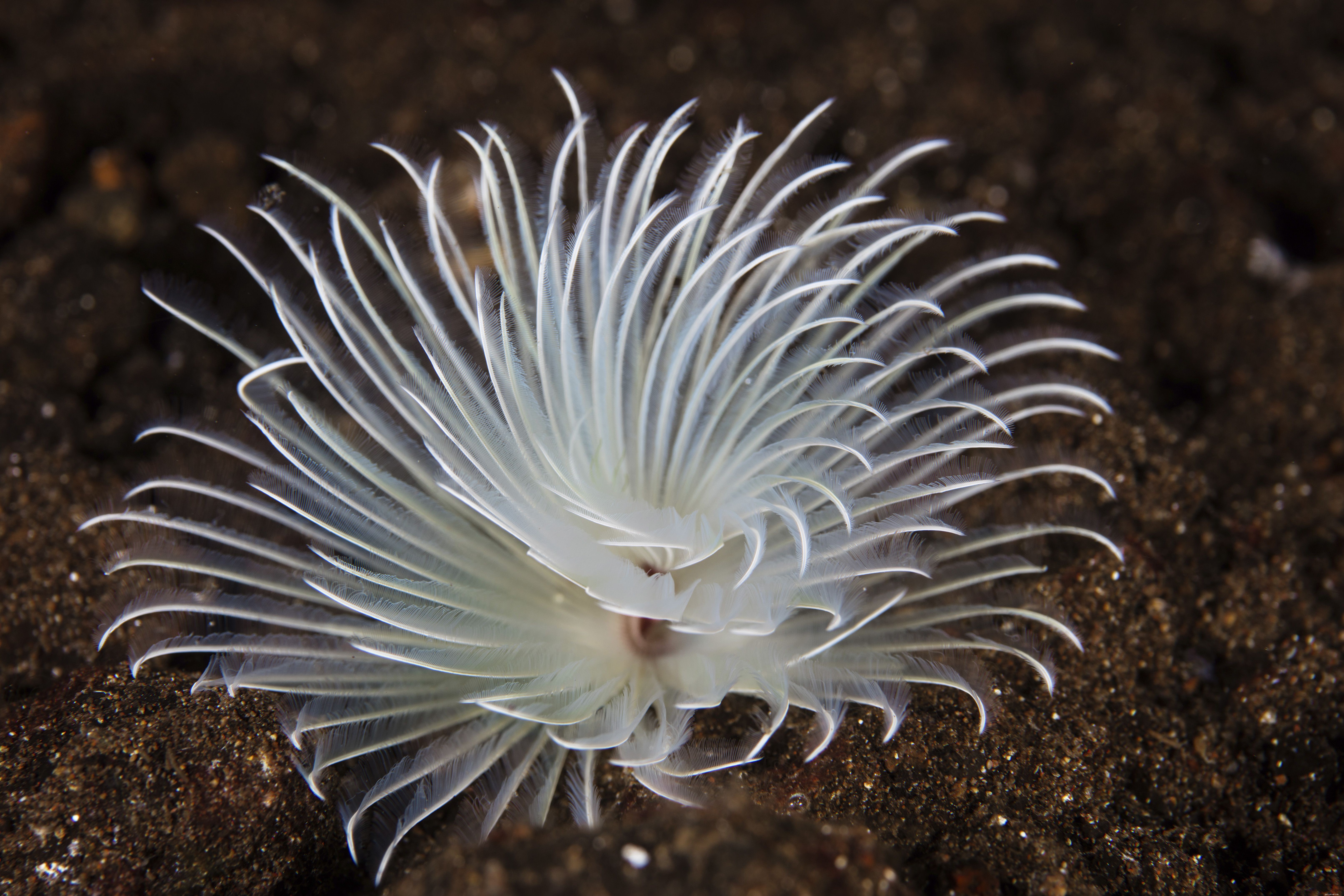 What Is That White Fuzzy Growth on Your Saltwater Aquarium? A Guide to Common Issues