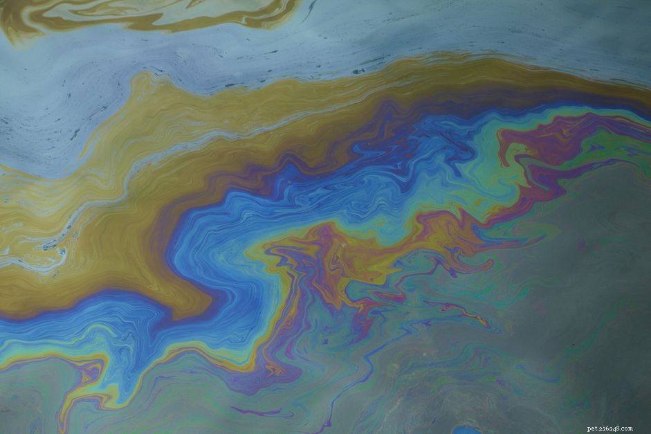 Eliminate Oil Slicks from Your Fish Tank: Simple, Safe Steps
