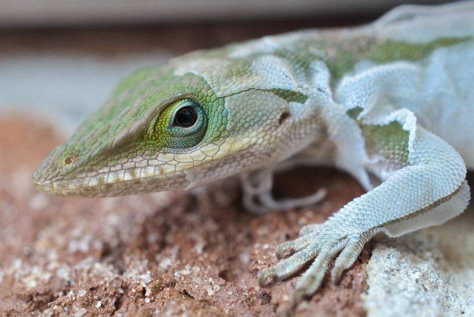 Understanding and Preventing Dysecdysis in Reptiles