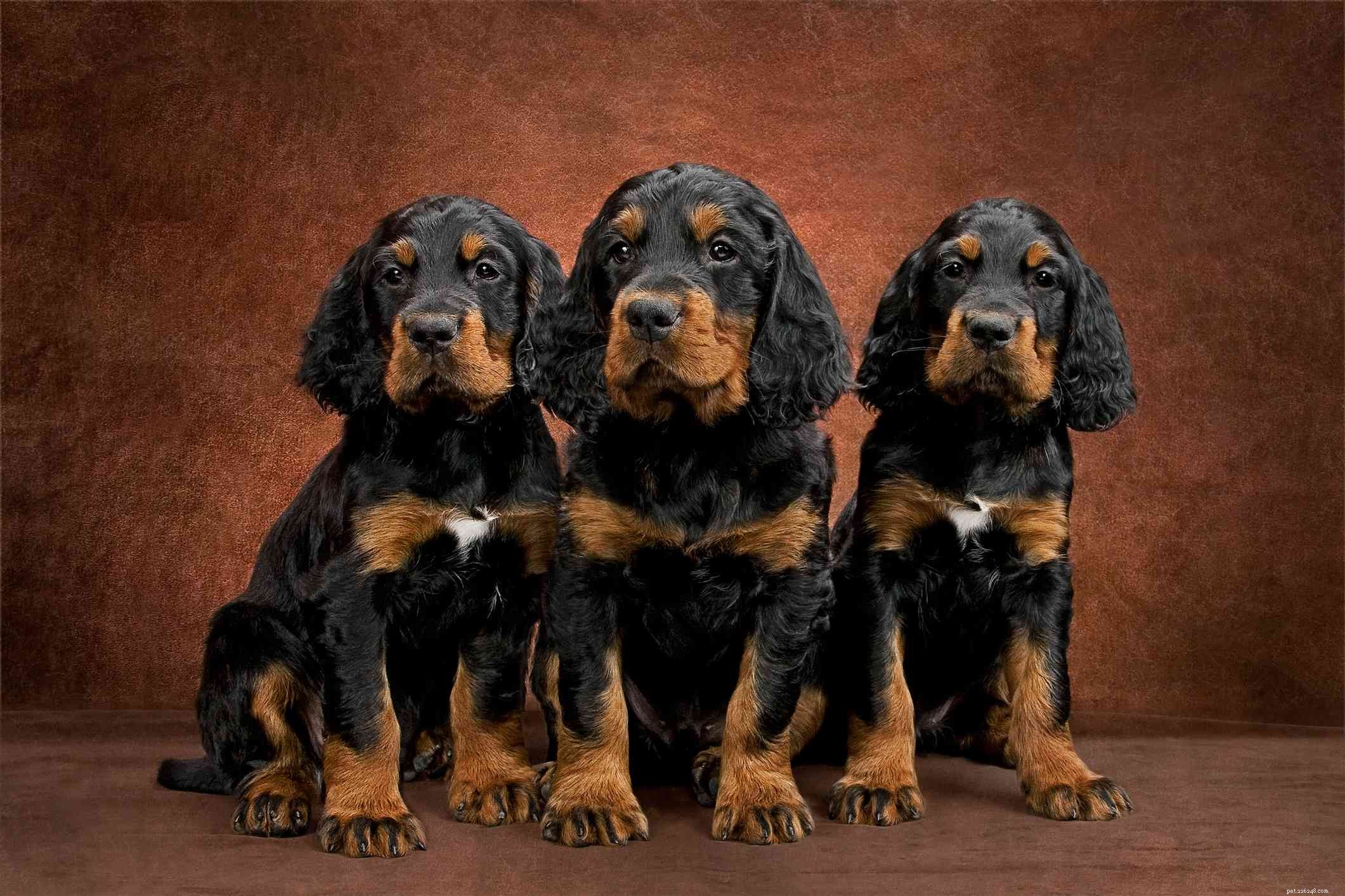 Gordon Setter Dog Breed Profile – Characteristics, Care & Adoption Guide