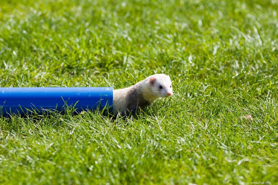 Why Ferrets Love Tubes: The Science Behind Their Tunnel Obsession