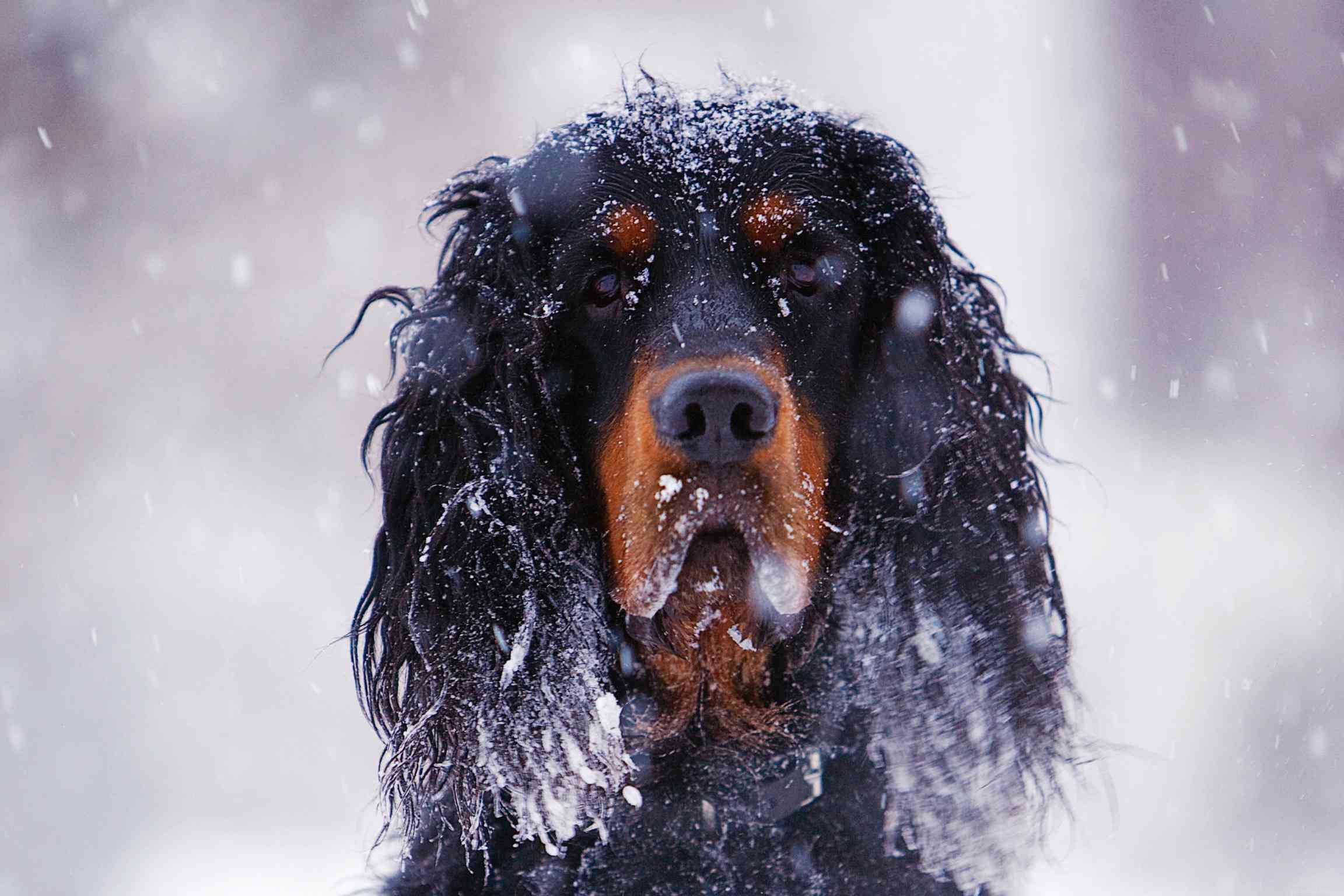 Gordon Setter Dog Breed Profile – Characteristics, Care & Adoption Guide
