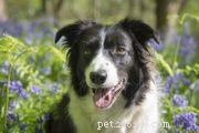 Gordon Setter Dog Breed Profile – Characteristics, Care & Adoption Guide