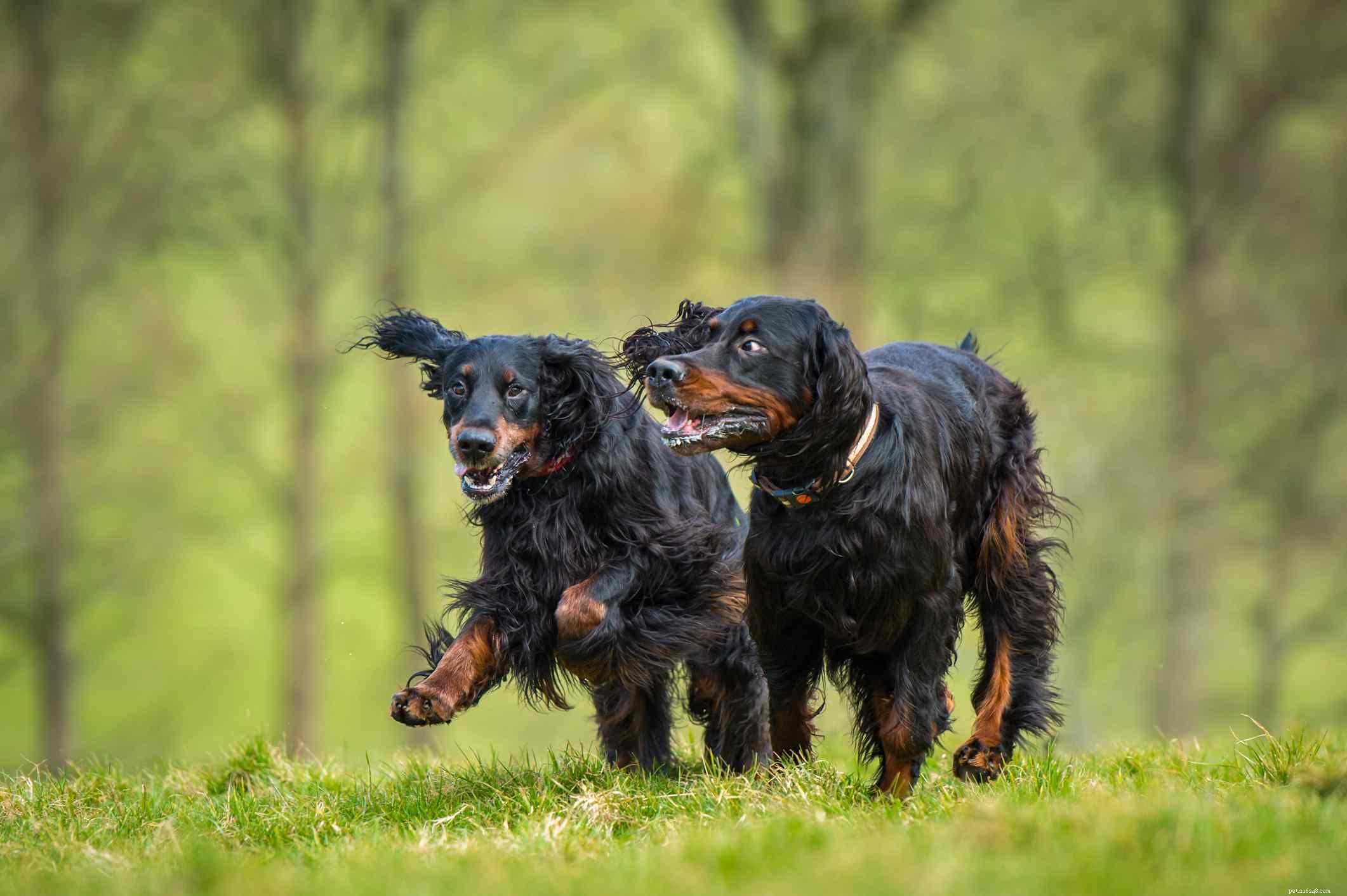 Gordon Setter Dog Breed Profile – Characteristics, Care & Adoption Guide