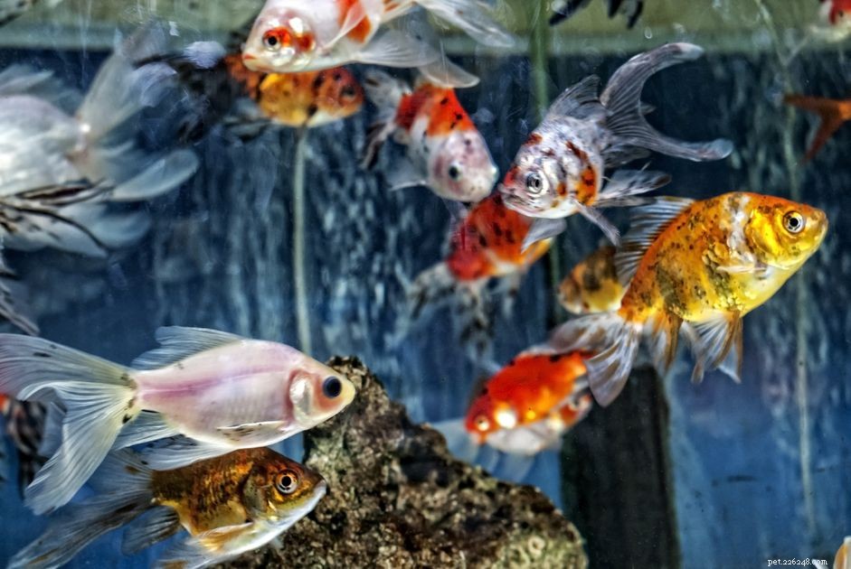 How to Safely Reduce Excessive Aquarium Water Temperature