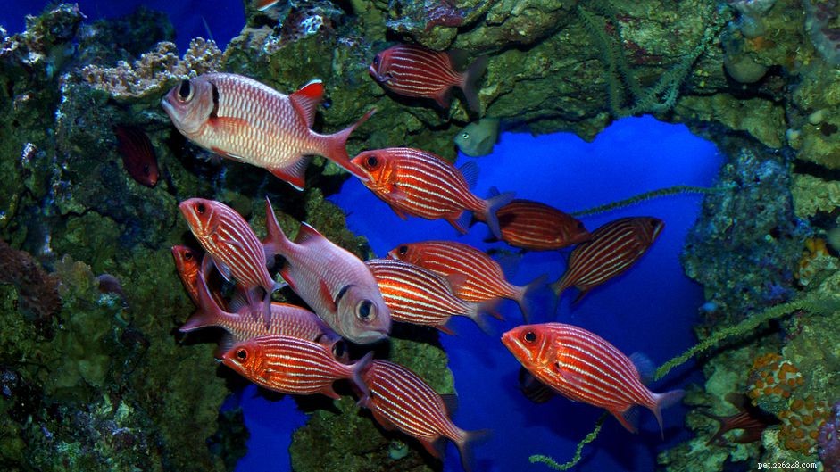 Striped Squirrelfish Care & Species Guide: Expert Tips for a Thriving Aquarium