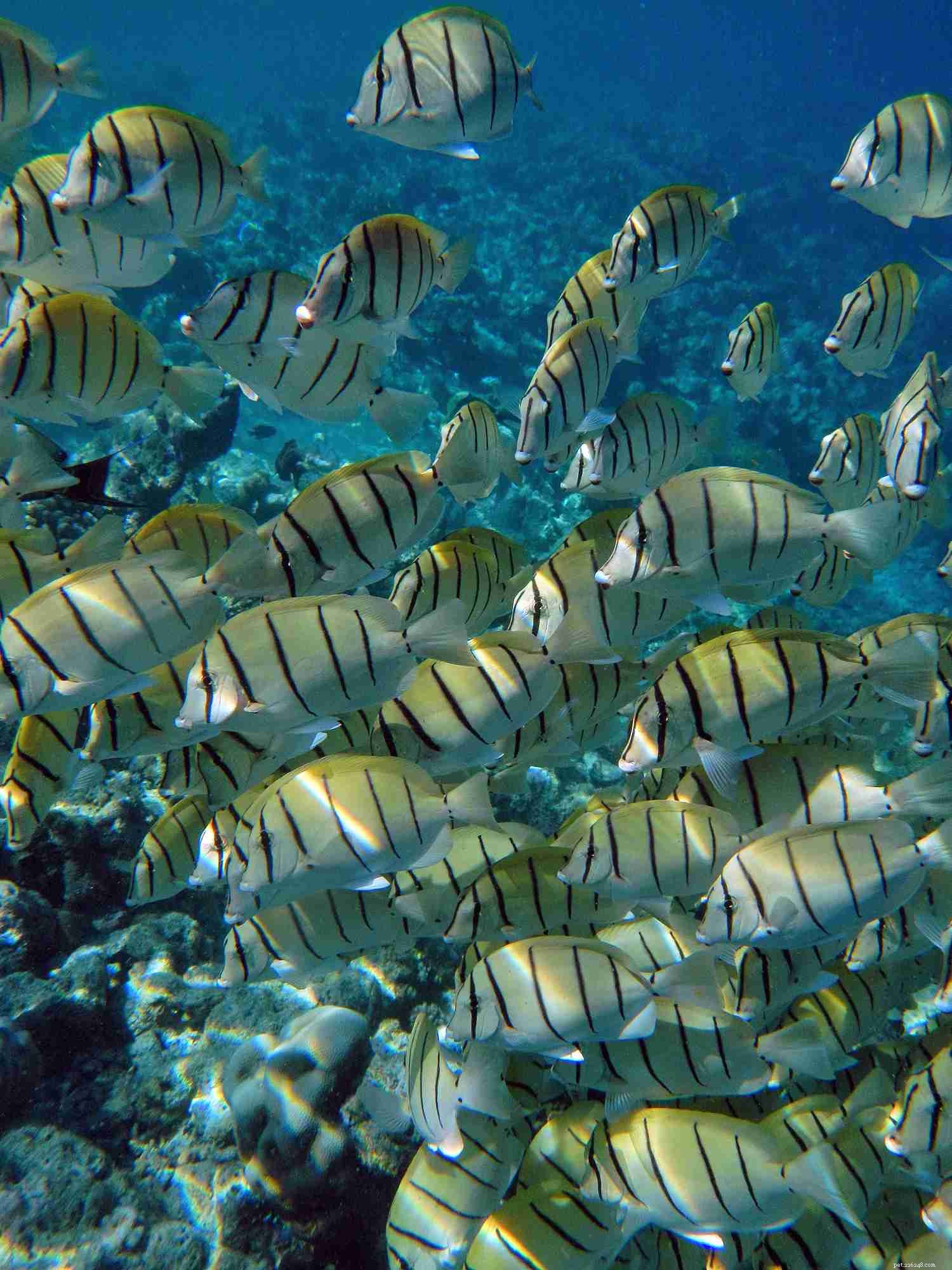 Discover 16 Must-Know Tang & Surgeonfish Species for Your Aquarium