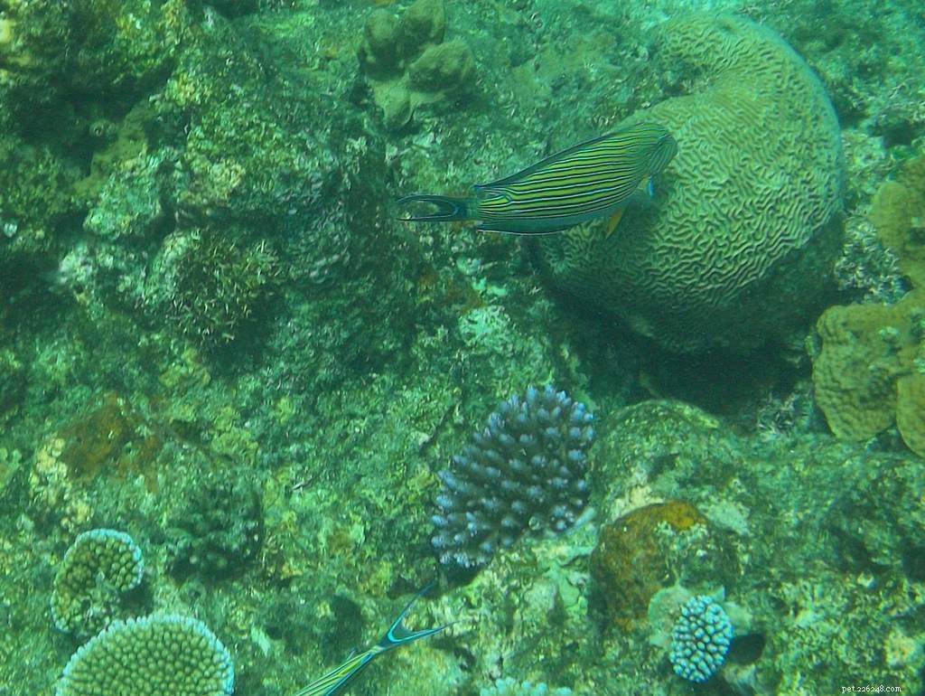 Discover 16 Must-Know Tang & Surgeonfish Species for Your Aquarium
