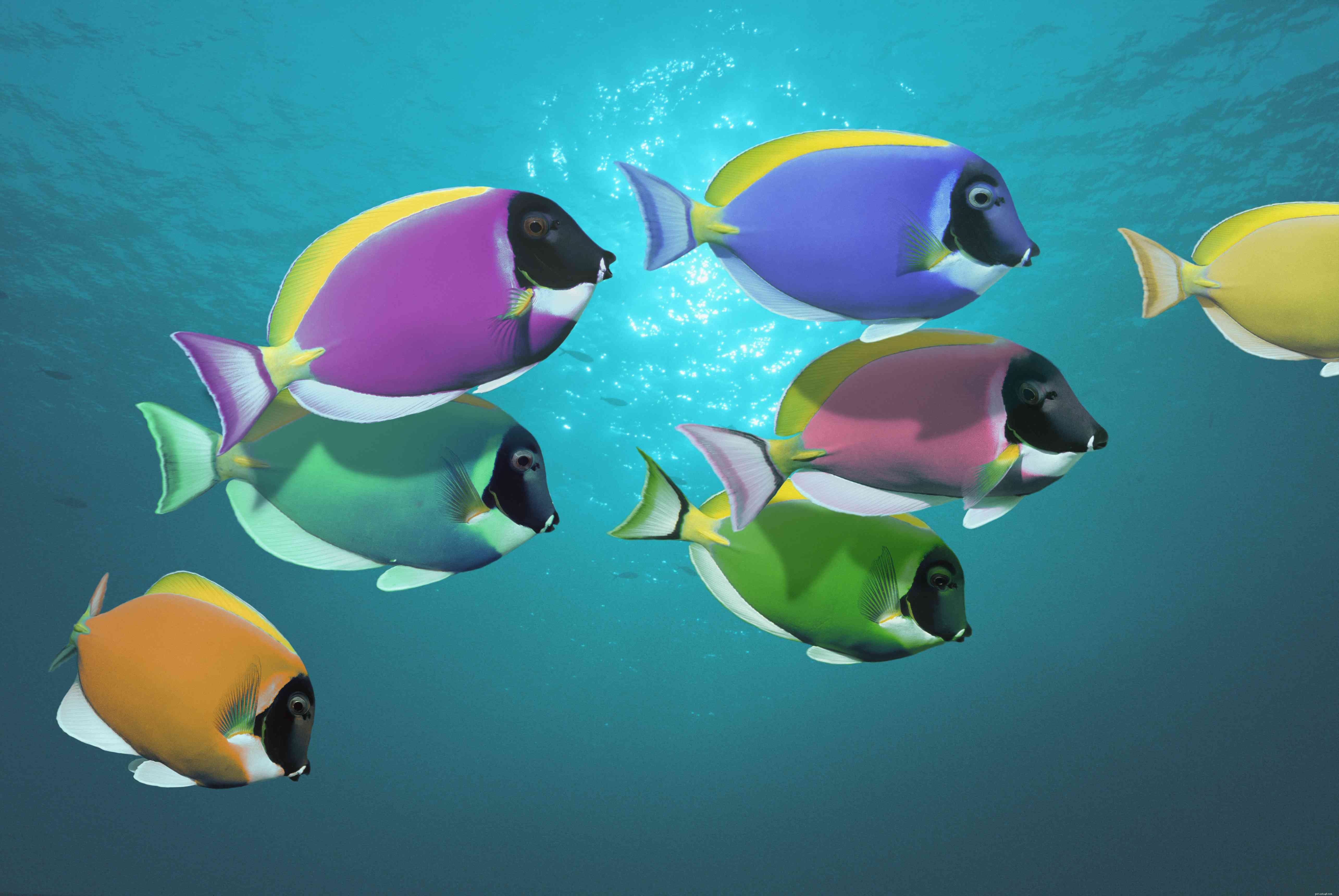 Discover 16 Must-Know Tang & Surgeonfish Species for Your Aquarium