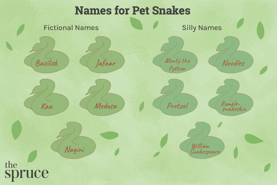 100 Inspiring Names for Your Pet Snake – From Classic to Quirky