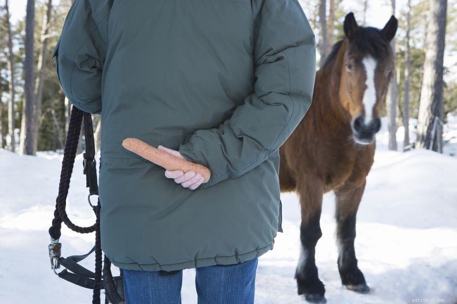 Mastering Safe Horse Capture: A Step‑by‑Step Guide