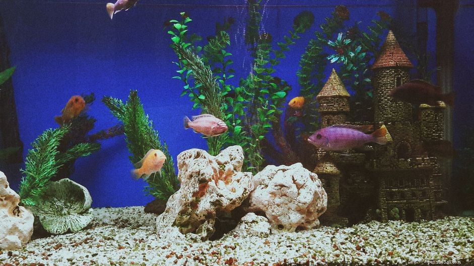 DIY Custom Aquarium Canopy: Build a Stylish, Cost‑Effective Cover in 4–5 Hours