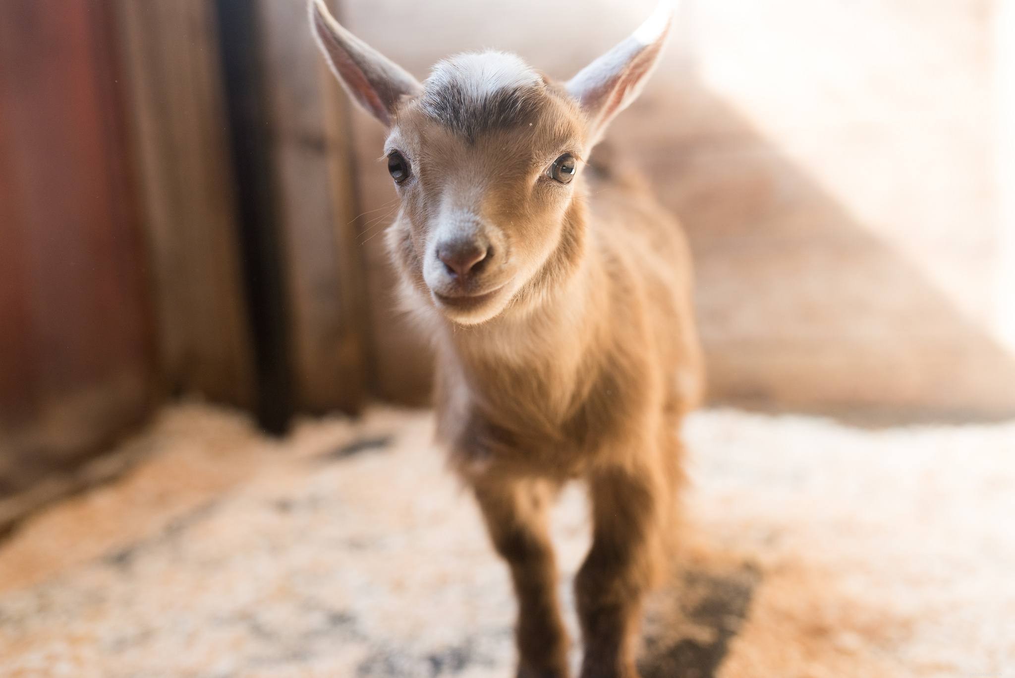 8 Irresistible Farm Animal Photos That Prove Their Adorable Appeal