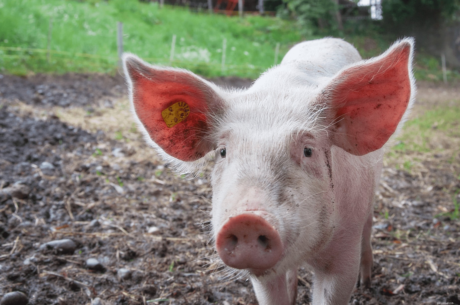8 Irresistible Farm Animal Photos That Prove Their Adorable Appeal