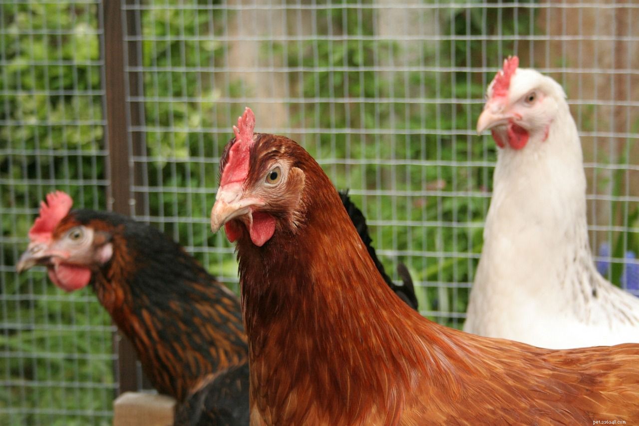 8 Irresistible Farm Animal Photos That Prove Their Adorable Appeal