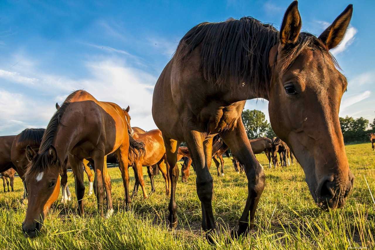 8 Irresistible Farm Animal Photos That Prove Their Adorable Appeal