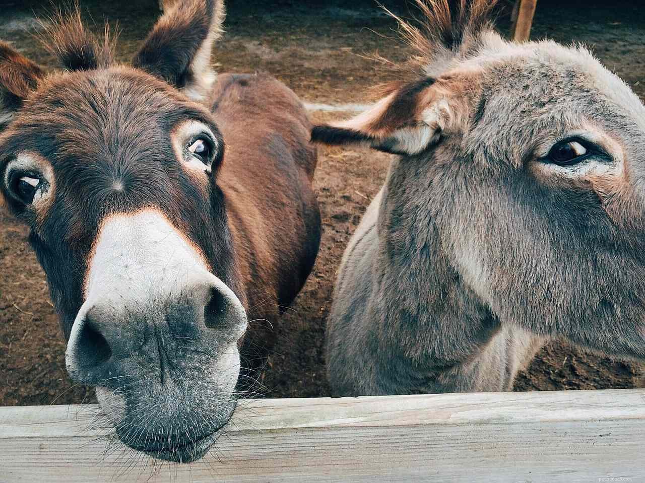 8 Irresistible Farm Animal Photos That Prove Their Adorable Appeal
