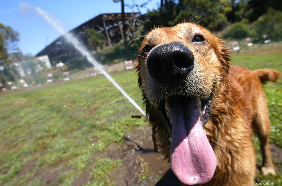 How to Safely Walk Your Puppy on Hot Summer Days