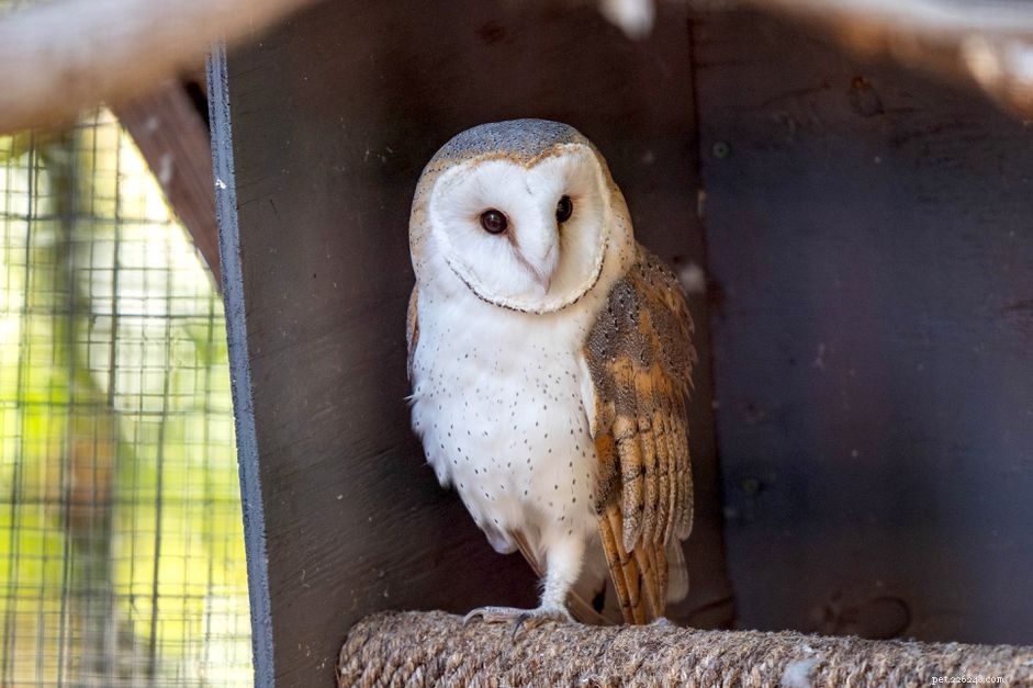 Six Reasons Owls Are Unsuitable Pets