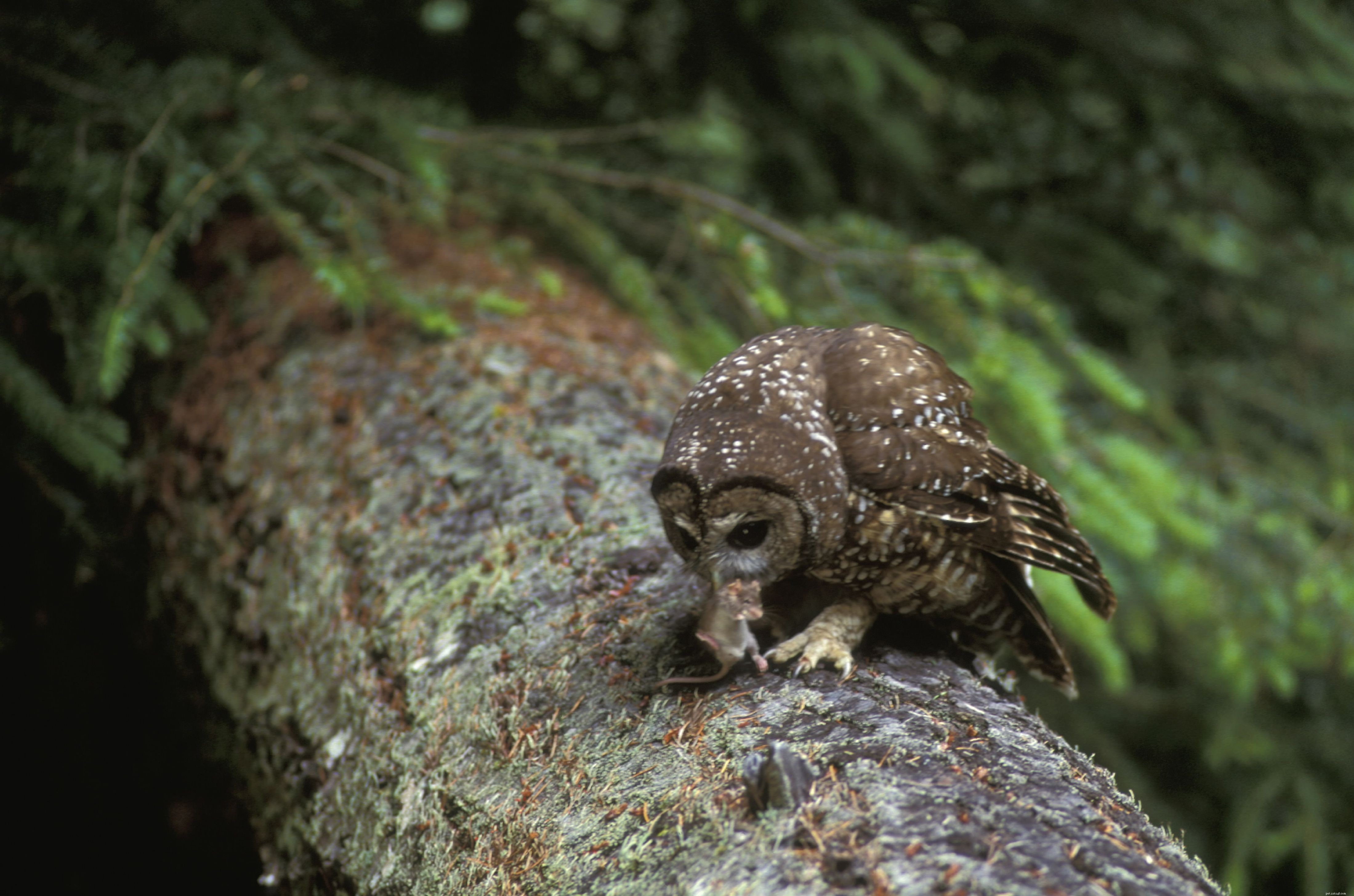 Six Reasons Owls Are Unsuitable Pets