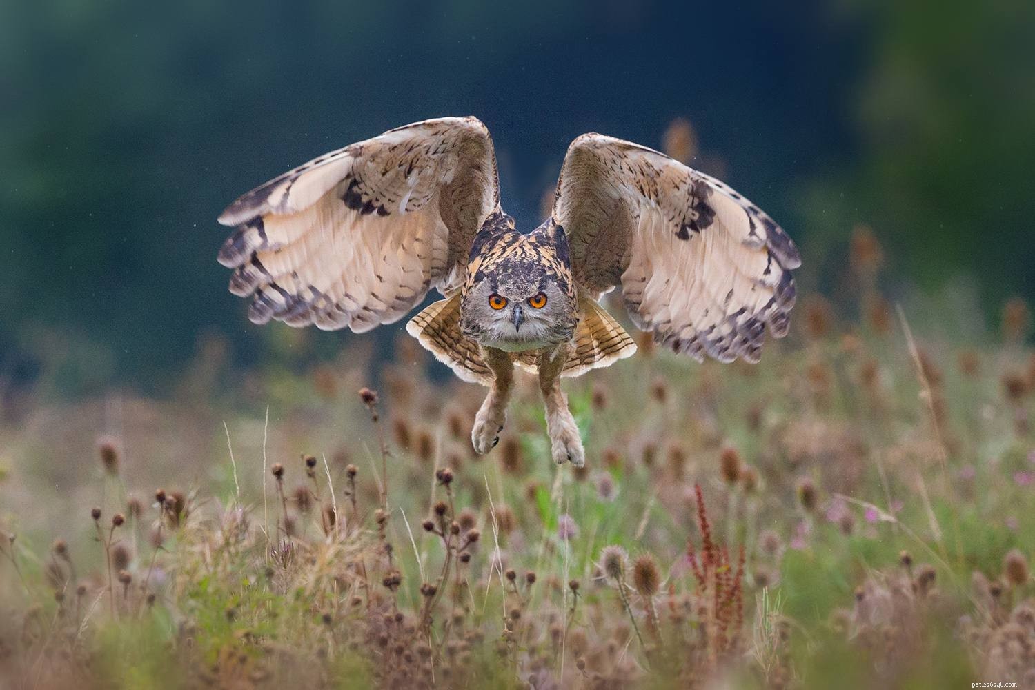 Six Reasons Owls Are Unsuitable Pets