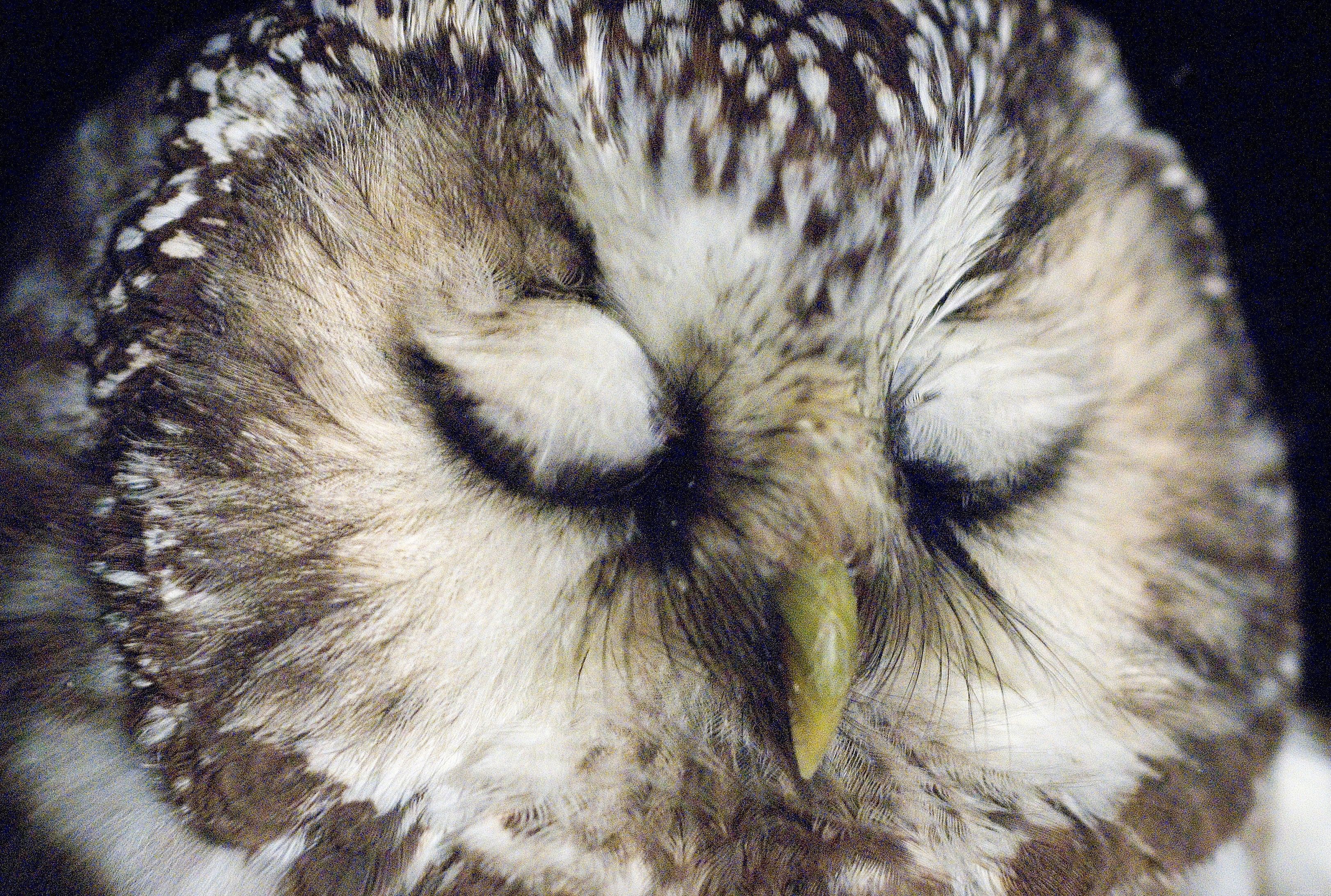 Six Reasons Owls Are Unsuitable Pets