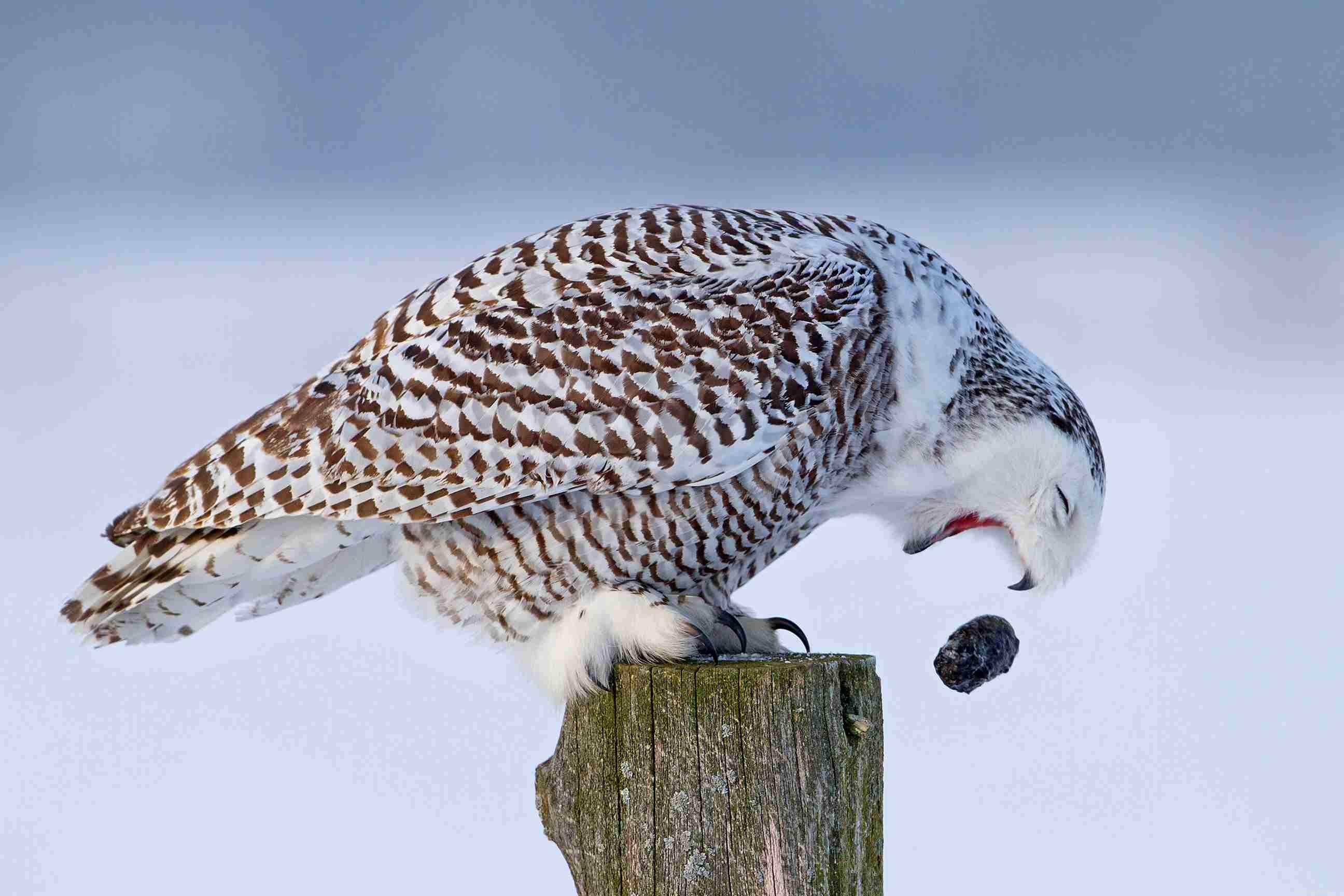 Six Reasons Owls Are Unsuitable Pets
