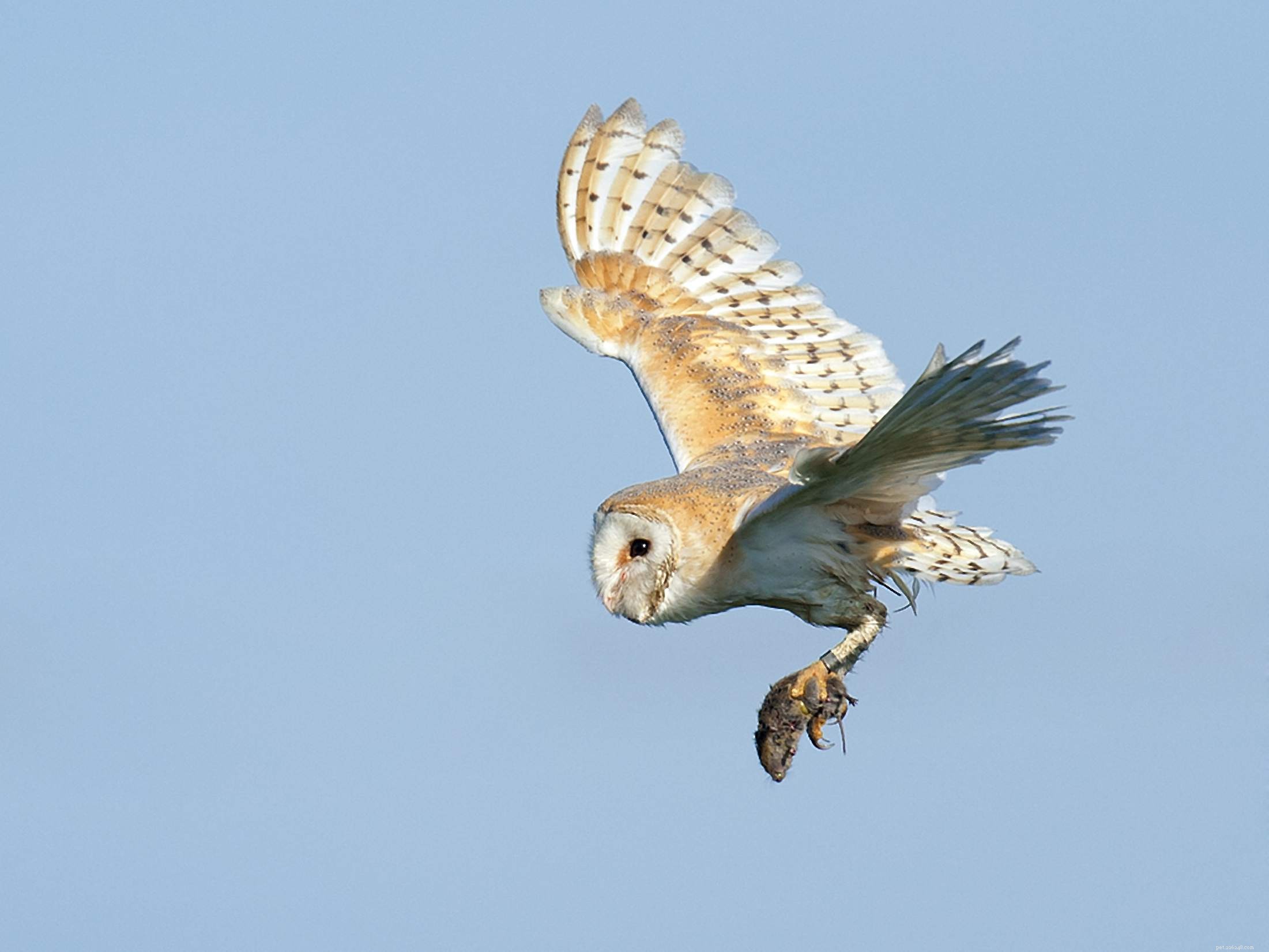 Six Reasons Owls Are Unsuitable Pets