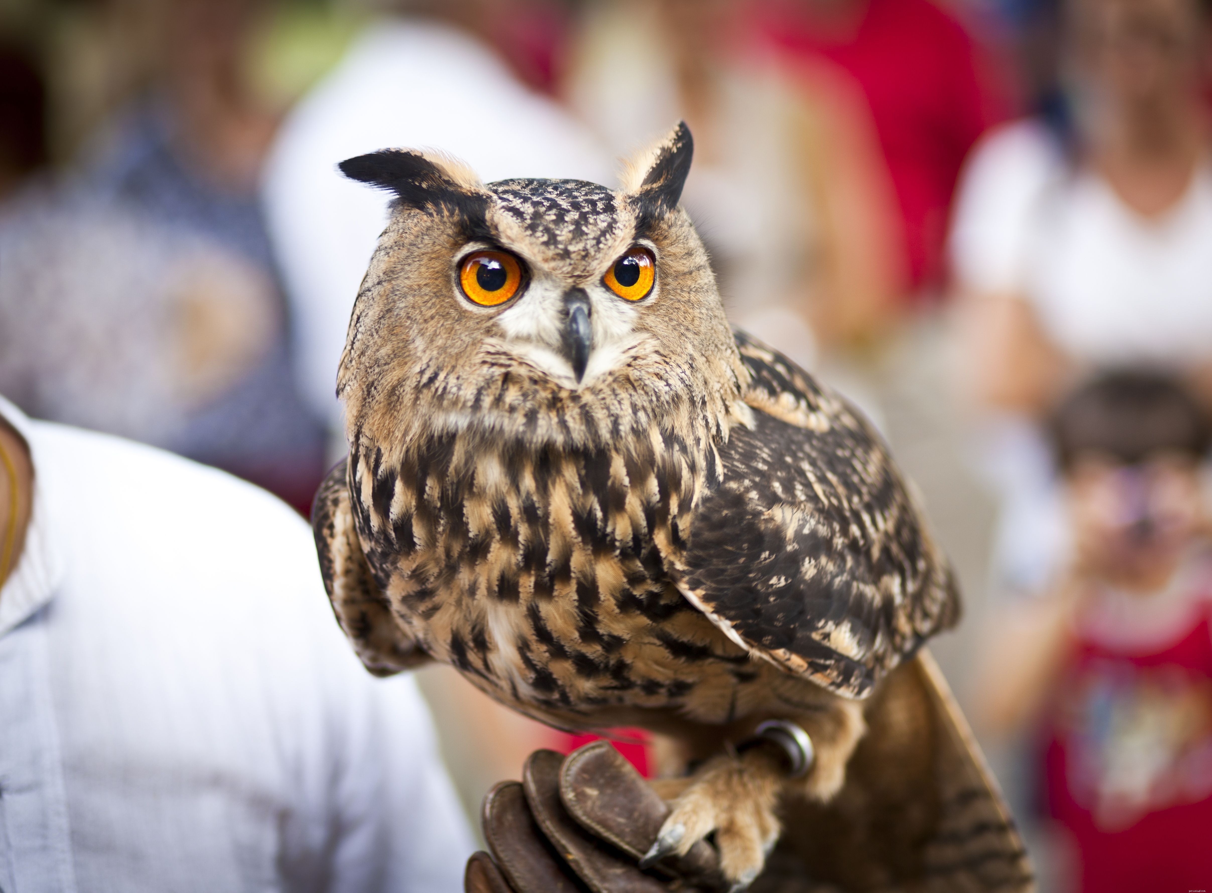 Six Reasons Owls Are Unsuitable Pets