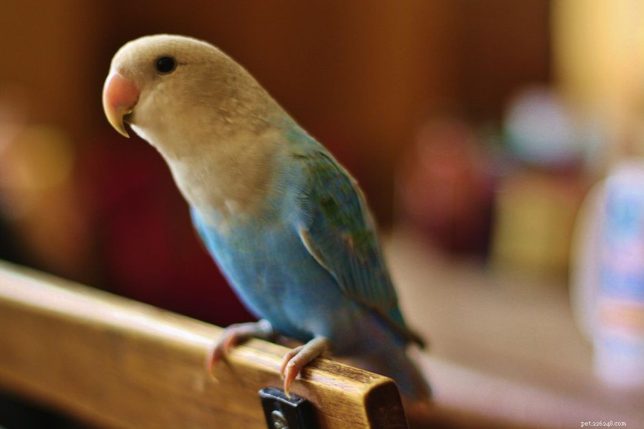 Distinctive S-Starting Names for Exotic Pets